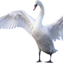 White swan with outstretched wings.