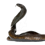 Cobra Snake on a transparent background.