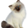 Siamese cat on a transparent background.