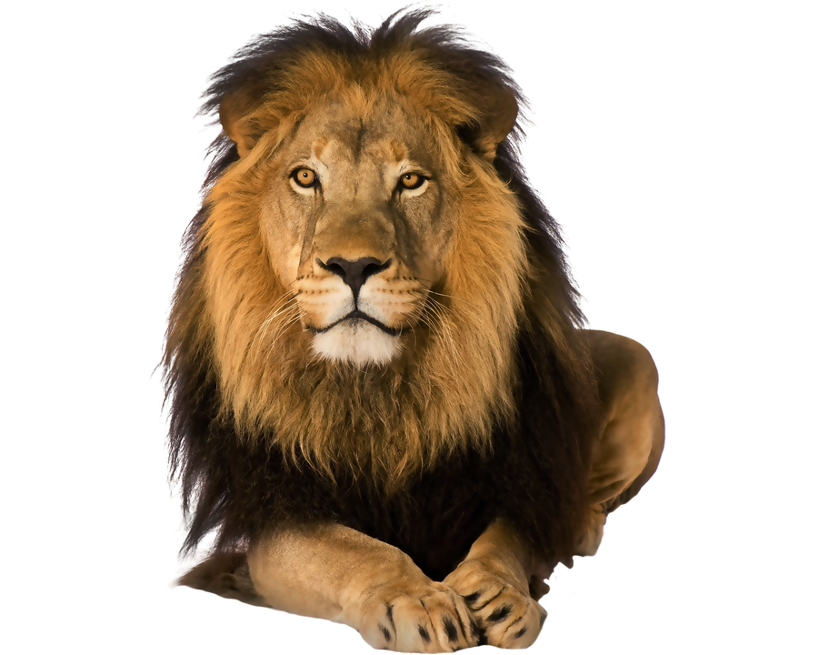 Predator lion on a transparent background.