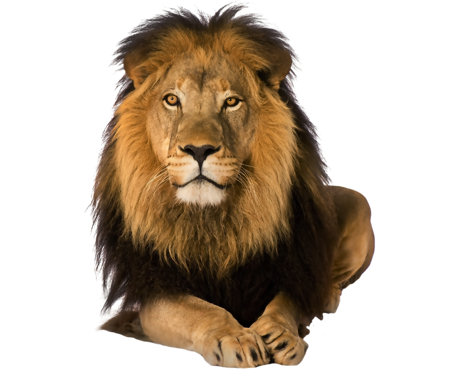Predator lion on a transparent background. by PRUSSIAART on DeviantArt Predator lion on a transparent background. by PRUSSIAART on DeviantArt