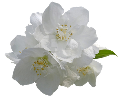 Jasmine flowers on a transparent background.