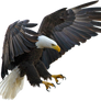 American eagle on a transparent background.