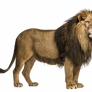 Adult lion on a transparent background.