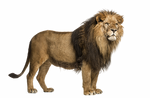 Adult lion on a transparent background.