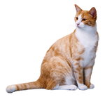 Domestic cat on a transparent background.