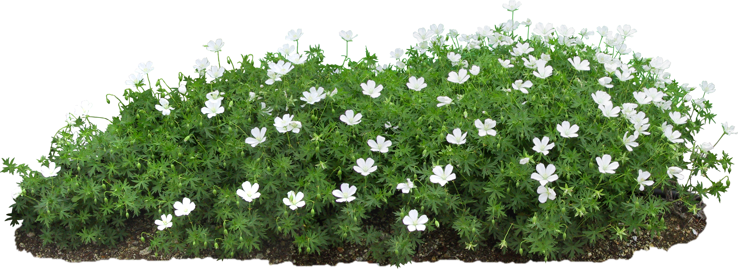 A flower bed with flowers on a transparent backgro