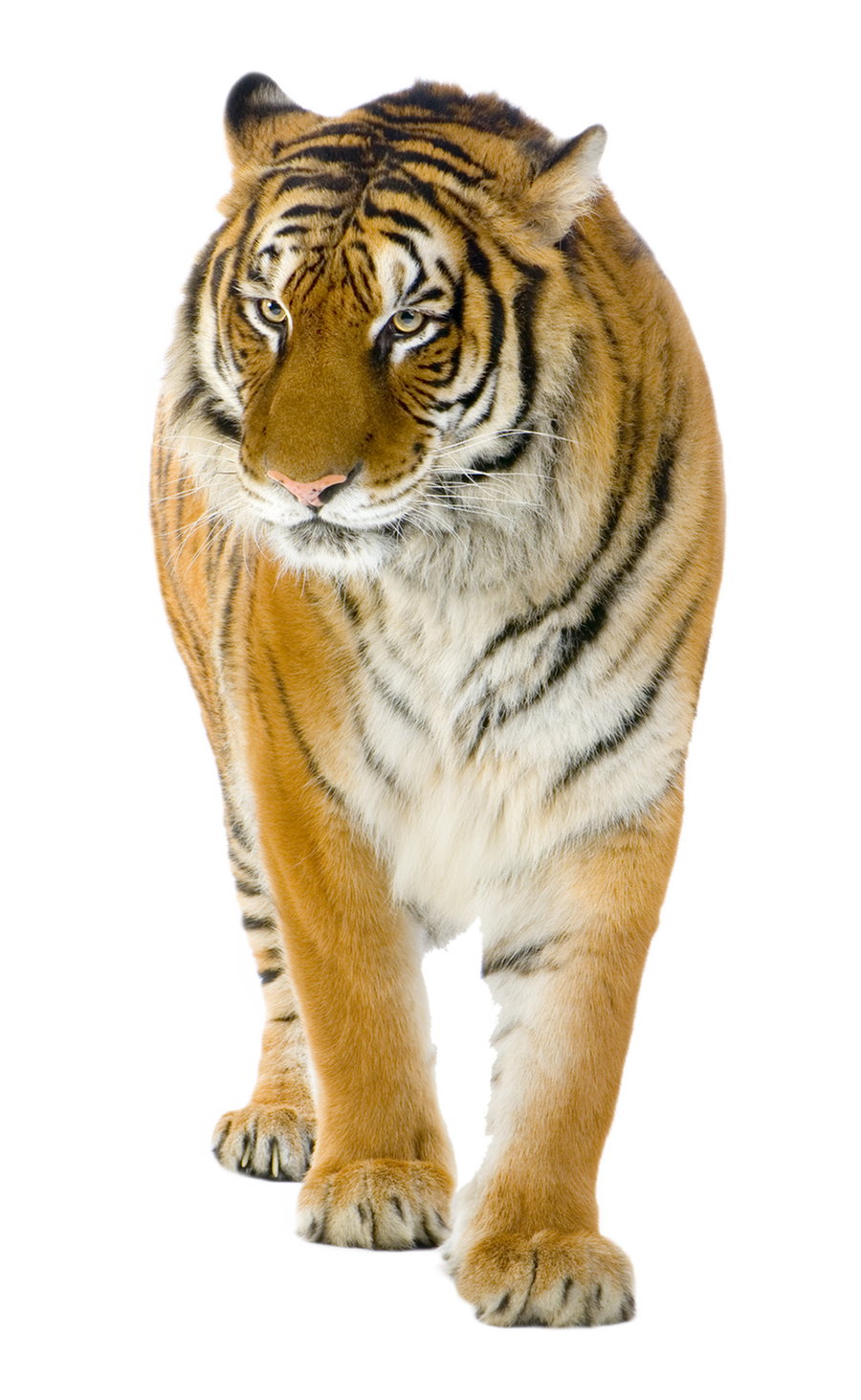 Tiger on a transparent background. by PRUSSIAART on DeviantArt