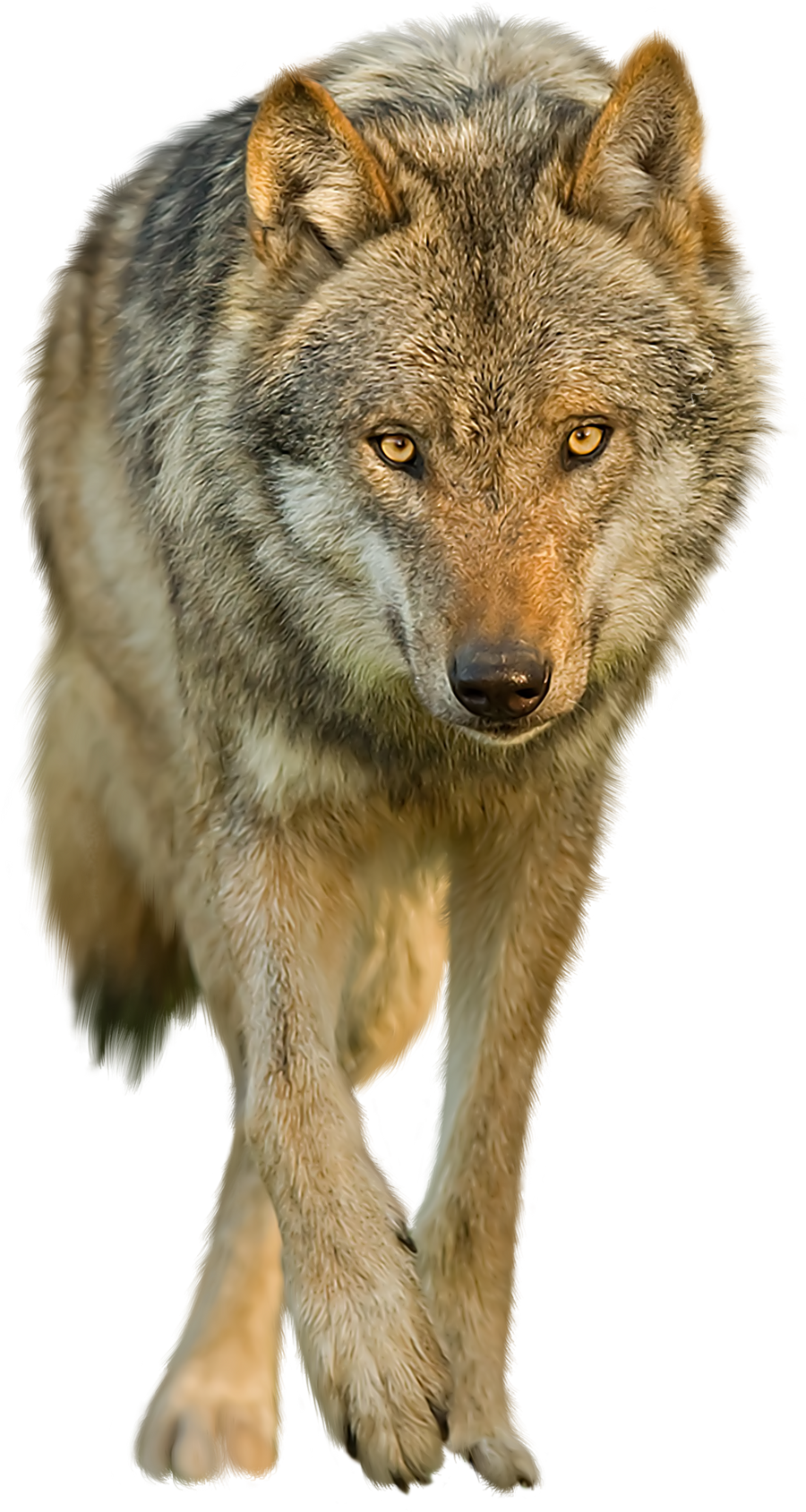 Wolf on a transparent background. by PRUSSIAART on DeviantArt