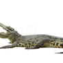 Crocodile on a transparent background.