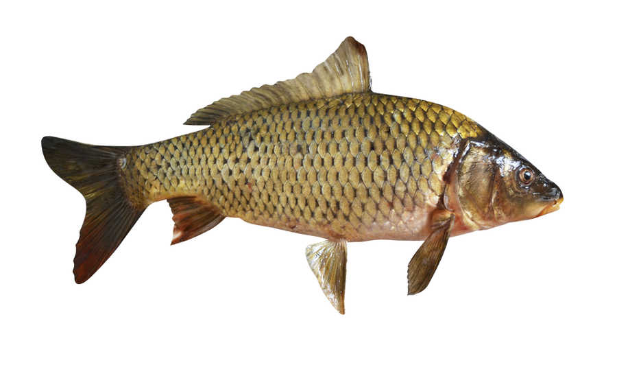 Fish Carp On A Transparent Background By Prussiaart On Deviantart Fish Carp On A Transparent Background By Prussiaart On Deviantart