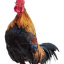 Rooster on a transparent background.