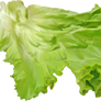 Salad leaf on a transparent background.