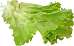 Salad leaf on a transparent background.