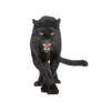 Black Panther.