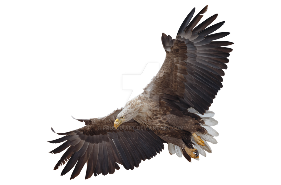 Eagle in flight on a transparent background. by PRUSSIAART on DeviantArt