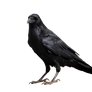 Crow on a transparent background.