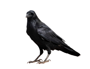 Crow on a transparent background.