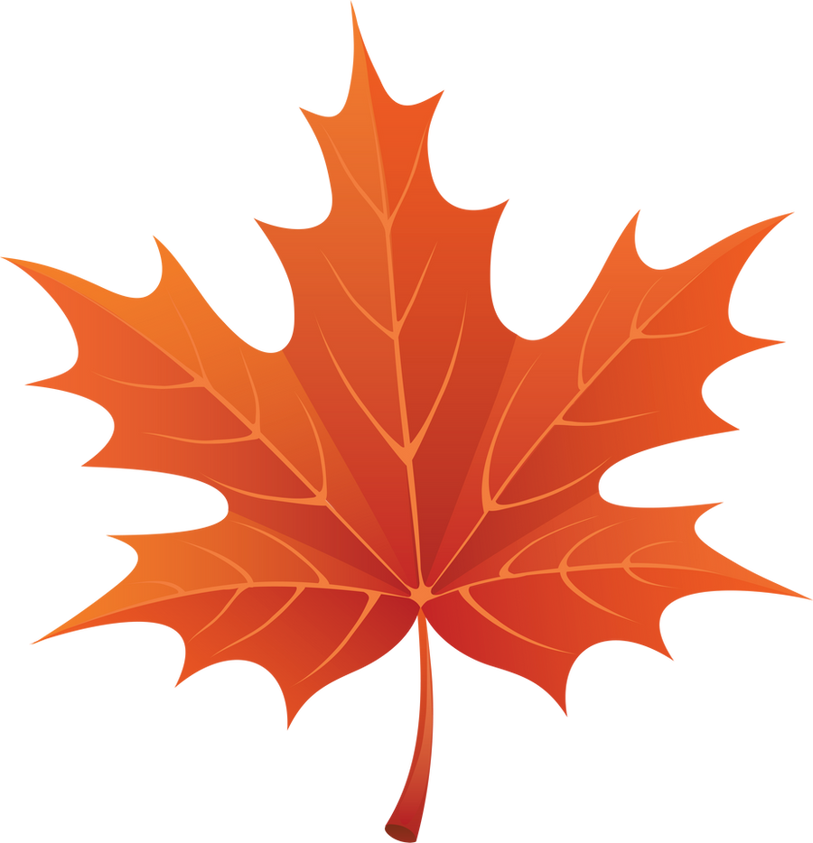 Maple leaf on a transparent background. by PRUSSIAART on DeviantArt