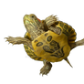 Sea turtle on a transparent background.