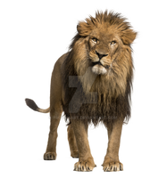 Adult lion on a transparent background.