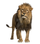 Adult lion on a transparent background.