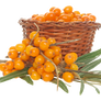 Sea-buckthorn on a transparent background.