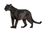 Black panther on a transparent background.