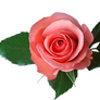 Pink rose on a transparent background.