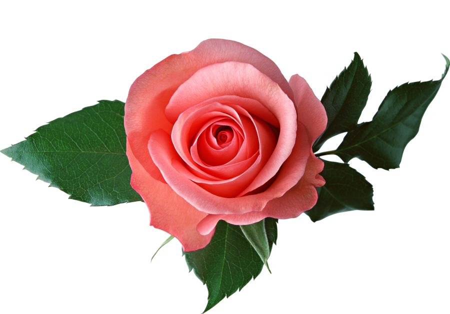 Pink rose on a transparent background. by PRUSSIAART on DeviantArt