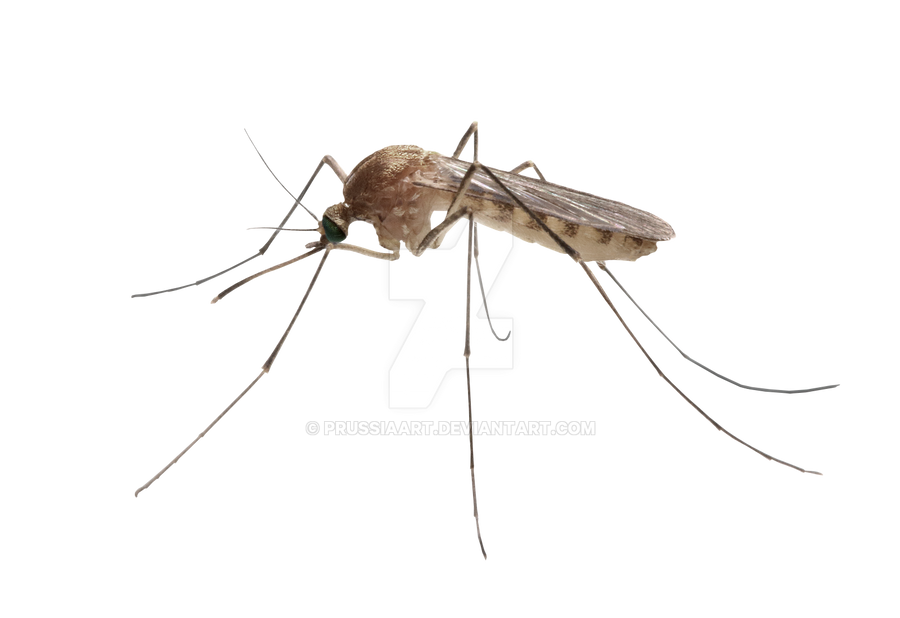 Insect mosquito on a transparent background.