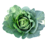 Cabbage cabbage on a transparent background.