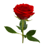 Red rose on a transparent background.