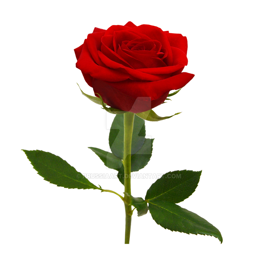 Red rose on a transparent background. by PRUSSIAART on DeviantArt