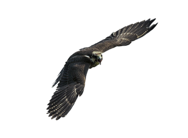 Eagle in flight on a transparent background