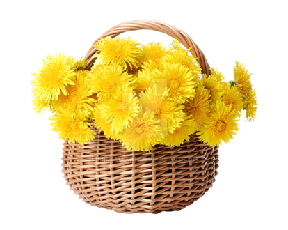 Basket with dandelion flowers.