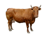 Dairy cow on a transparent background