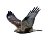 Hawk in flight on a transparent background