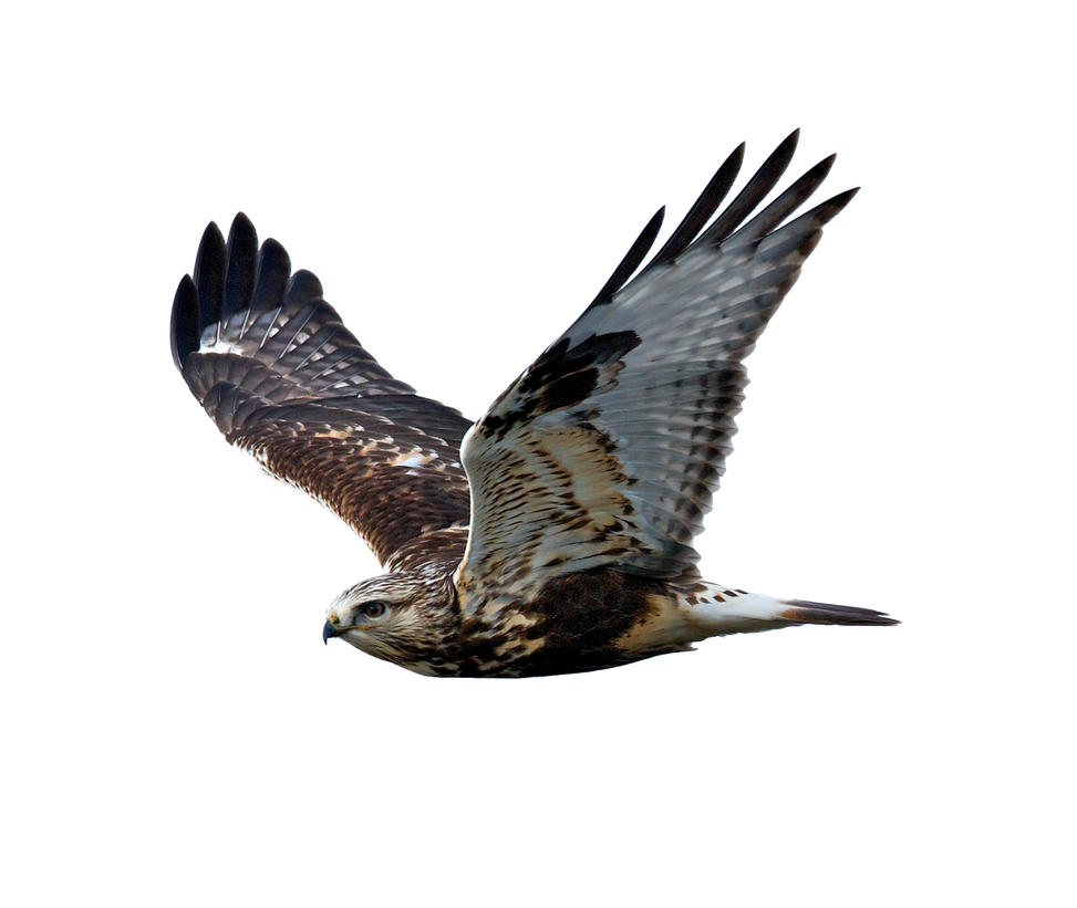 Hawk in flight on a transparent background by PRUSSIAART on DeviantArt