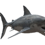 Fish shark on a transparent background.