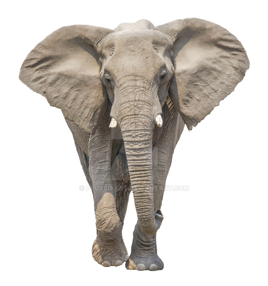 Elephant african ADW: Loxodonta