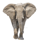 African elephant on a transparent background.