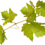 Leaves of grapes on a transparent background.
