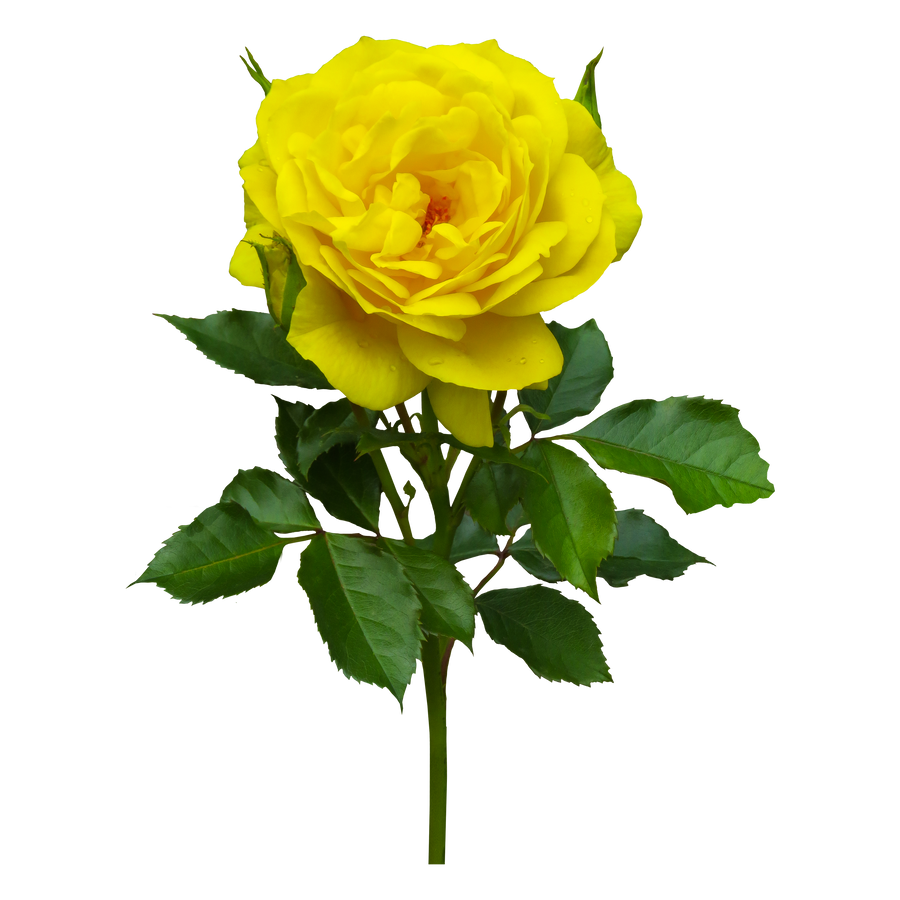 Yellow rose on a transparent background. by PRUSSIAART on DeviantArt