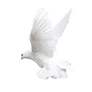 White bird dove on a transparent background