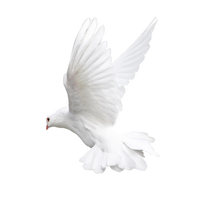 21+ Transparent Background White Crown Png Pics