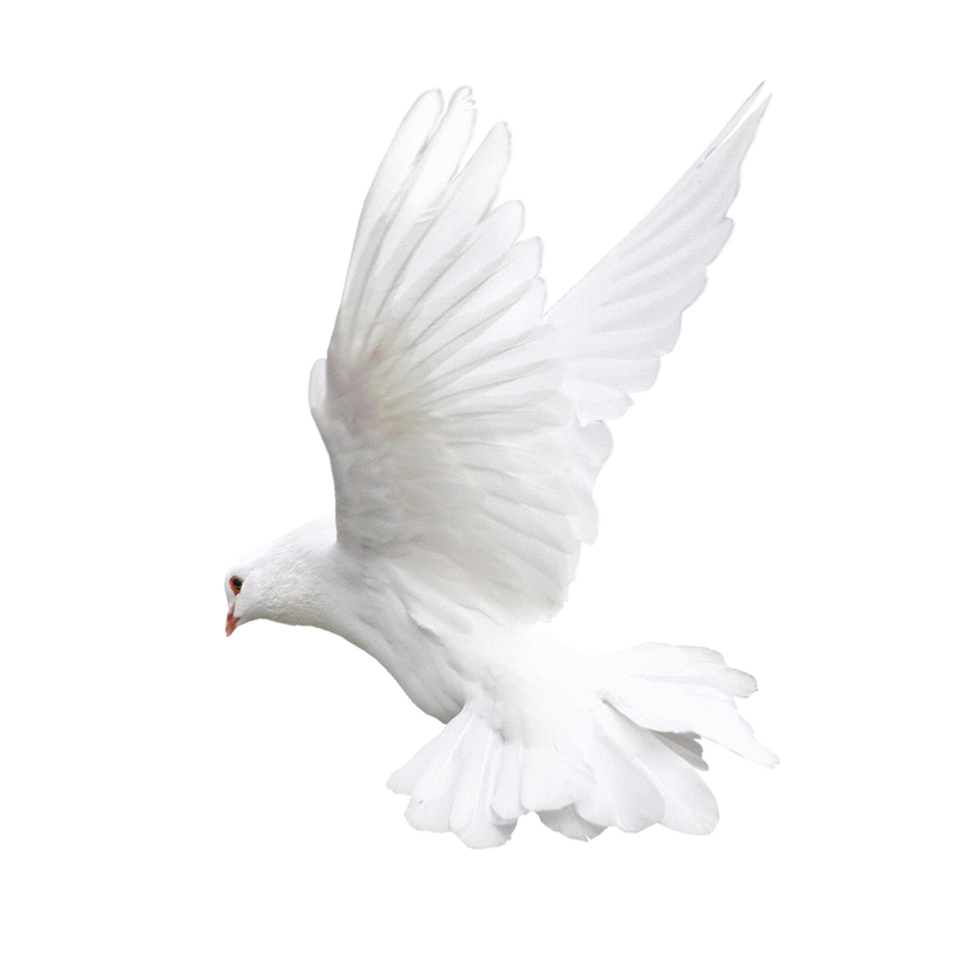 White bird dove on a transparent background by PRUSSIAART on DeviantArt