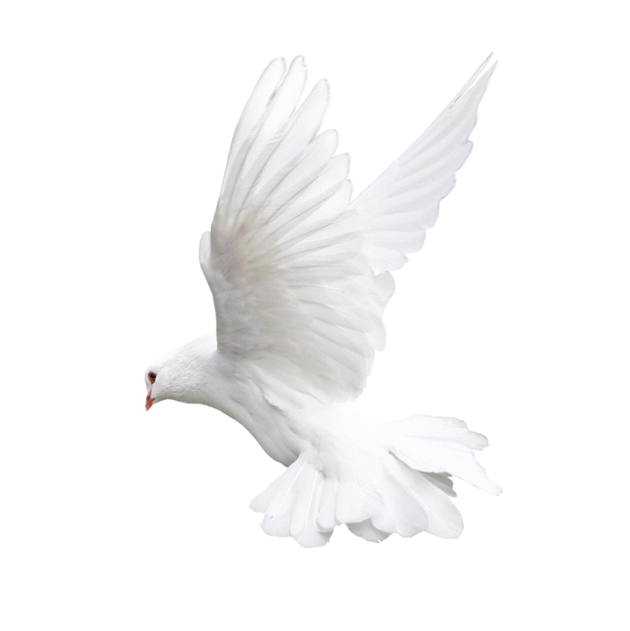 White bird dove on a transparent background by PRUSSIAART on DeviantArt
