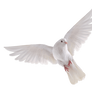 White dove on a transparent background.