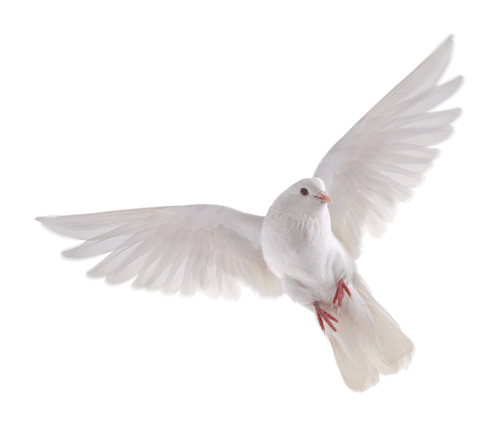 White Dove On A Transparent Background By Prussiaart On Deviantart